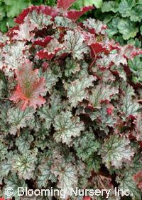 Heuchera 'Fandango'